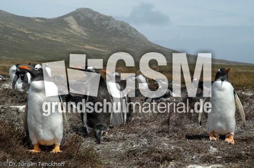 Eselspinguin (11 von 97).jpg